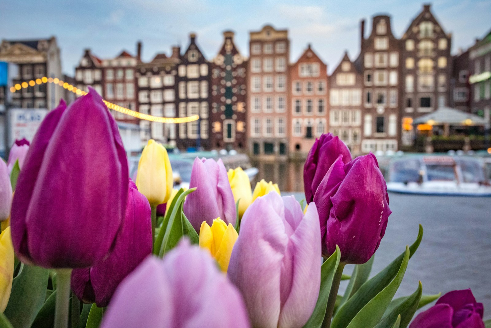 week end amsterdam pink flowers near city buildings during daytime